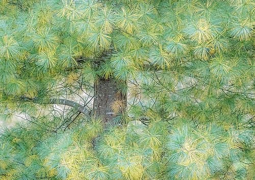 USA-Washington State-Bellevue Pine tree close up and tree trunk Nature Print